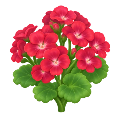Géranium rouge