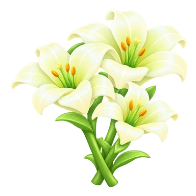 Lys blanc