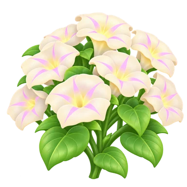 Volubilis blanc