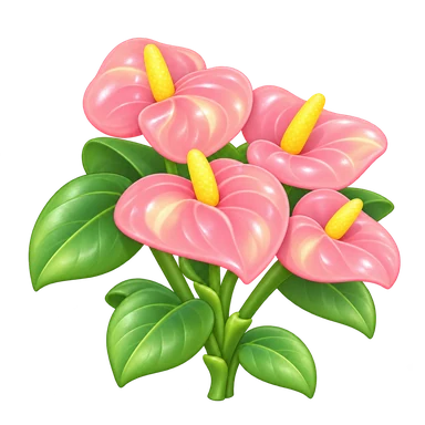 Anthurium rose