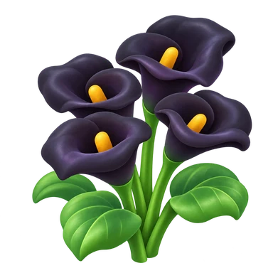Calla noire