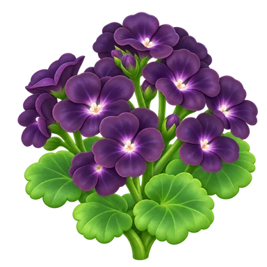 Géranium noir