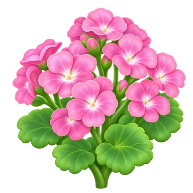 Géranium rose