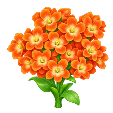 Jacinthe orange