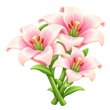 Lys rose