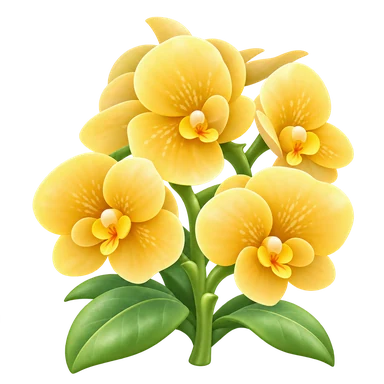 Phalaenopsis jaune