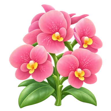 Phalaenopsis rose