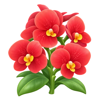 Phalaenopsis rouge
