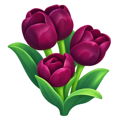 Tulipe noire