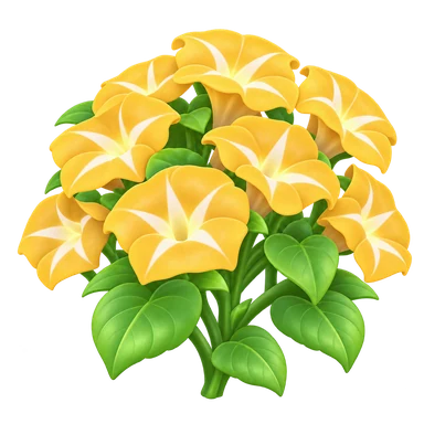 Volubilis jaune