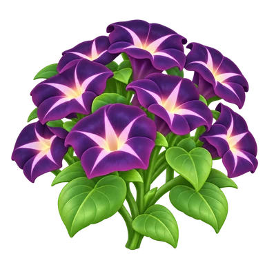 Volubilis noir