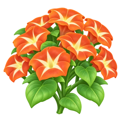Volubilis orange