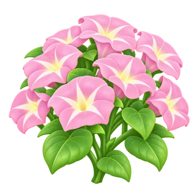 Volubilis rose