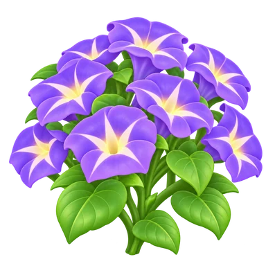 Volubilis violet